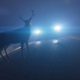 It’s important to plan ahead so you know how to drive safely and avoid deer collisions.